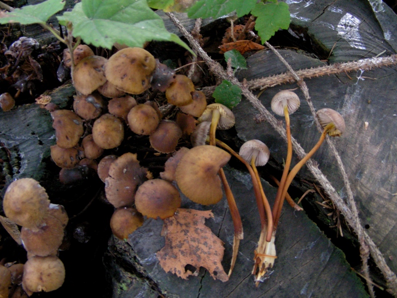 Escursione in bosco misto collinare